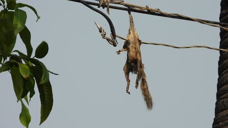 Squirrel-hanging-on-the-current-waire-