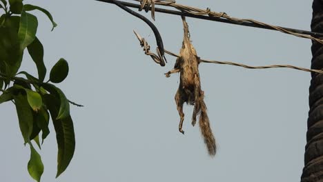 Eichhörnchen-Hängt-Am-Aktuellen-Waire