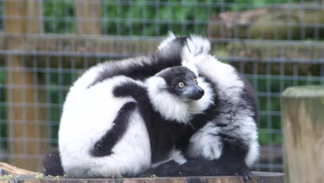 dos lémures rufos blancos y negros acurrucados juntos sentados en un tocón de árbol en cautiverio