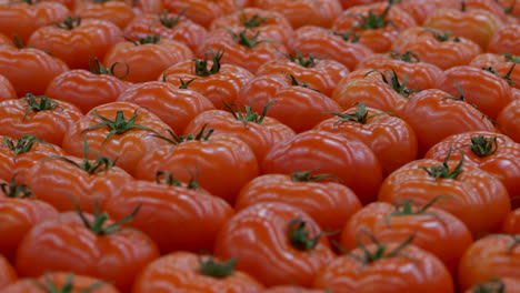 primer plano de la presentación de muchos tomates rojos maduros en el supermercado