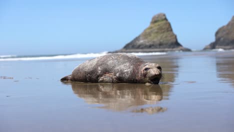 Pazifischer-Seehund-Am-Cape-Cove-Beach-An-Der-Küste-Von-Oregon