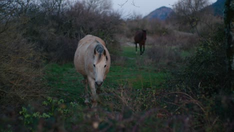 Two-french-horses-in-the-french-countryside-with-mountains-in-background