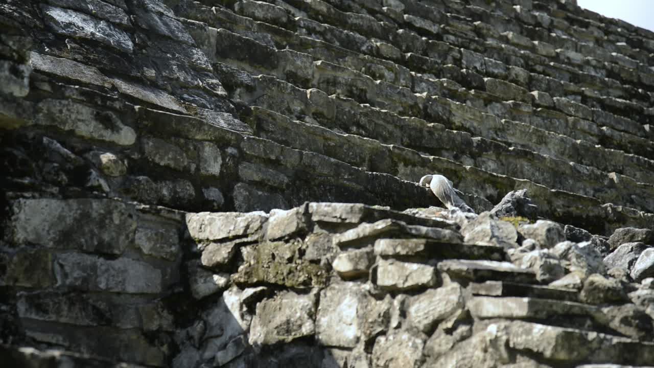 Lizard on its way down from the pyramid