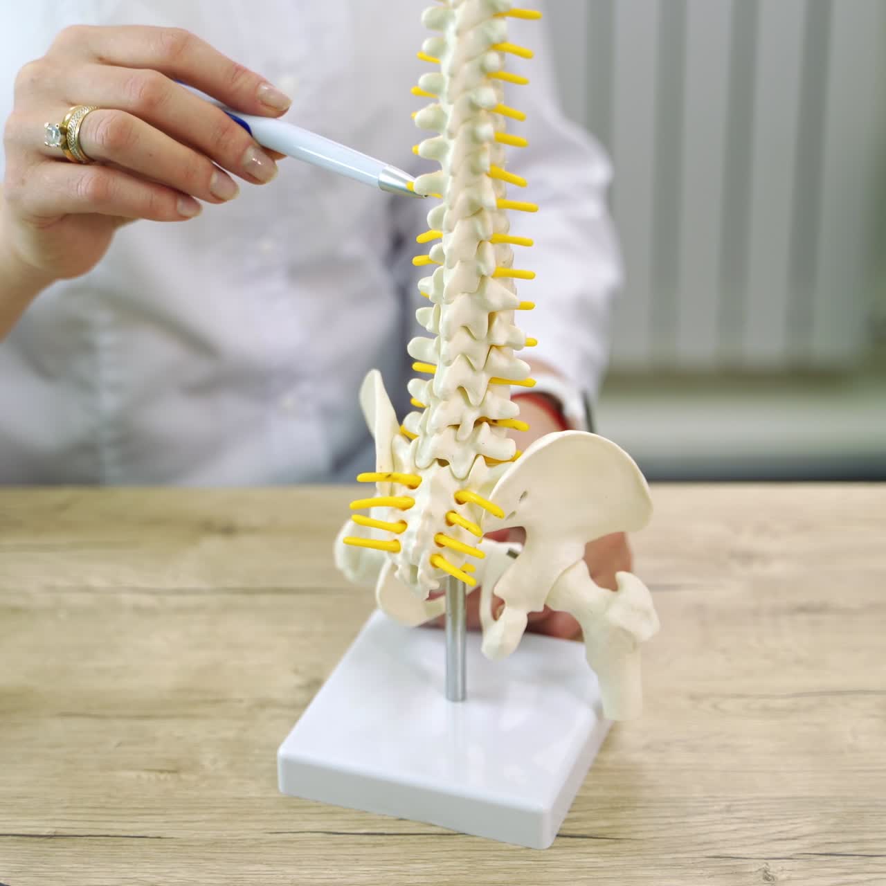 Neurology specialist holding the model of spine and pointing at the parts of it with a pen. Professional explaining the work of a human back