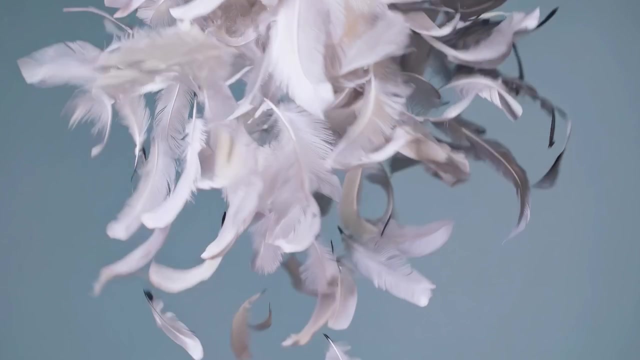 Hvite fjær som svever og faller i sakte film