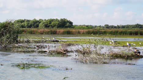 Traveling-By-Boat-Over-Green-Tranquil-Waters-Of-Danube-Delta-River-Surrounded-By-Lush-Foliage-Forest-Nature-Landscape---Wide