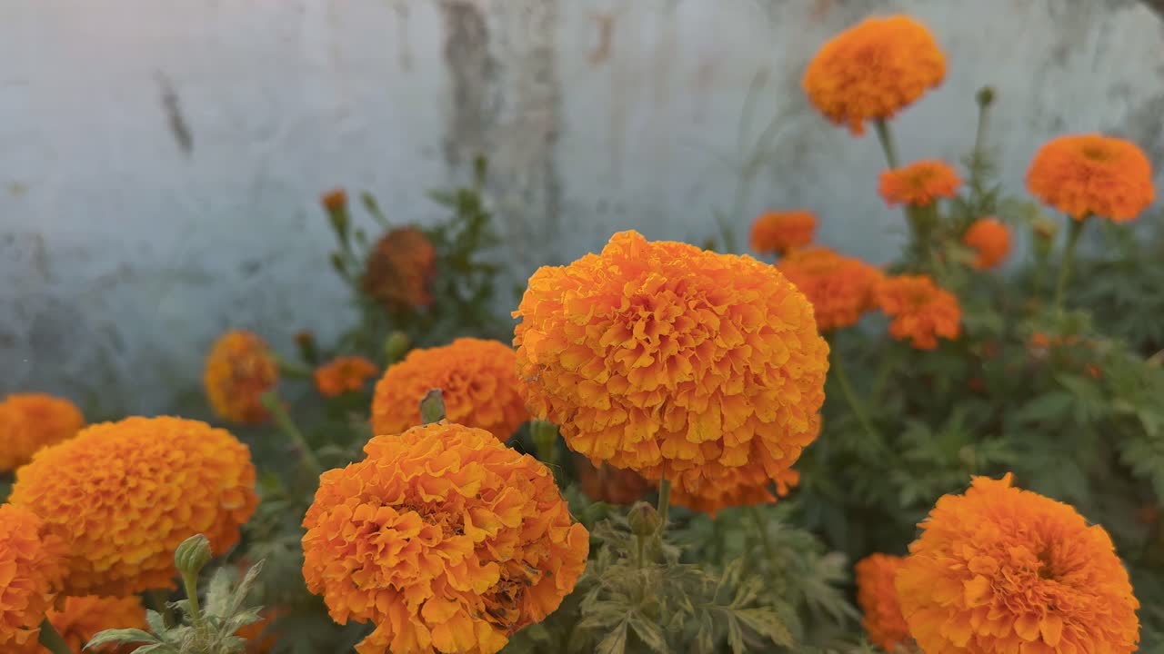 Static shot of Orange marigold flowers blooming in the garden