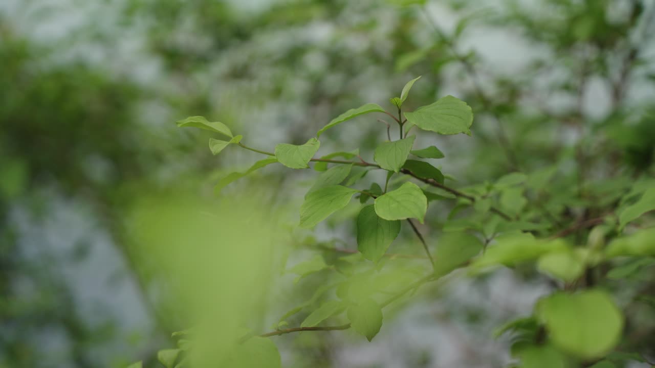 ramas con hojas frente a un río