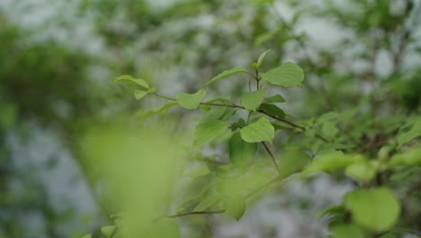 Ramas-Con-Hojas-Frente-A-Un-Río