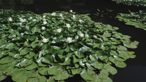 Jardín-Japonés-Zen-Nenúfar-En-El-Parque-Nacional-Cerca-De-Tokio,-Japón