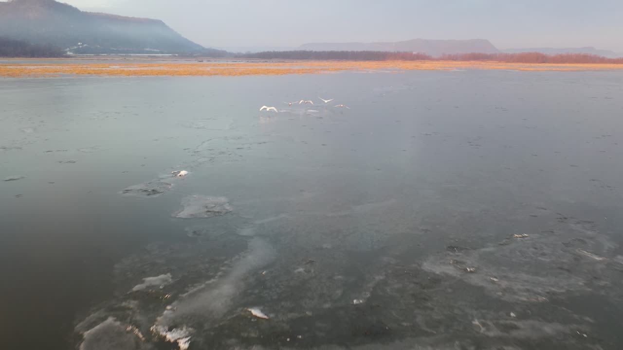 зимние лебеди над замороженной рекой