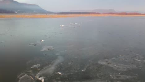 winter swans over frozen river
