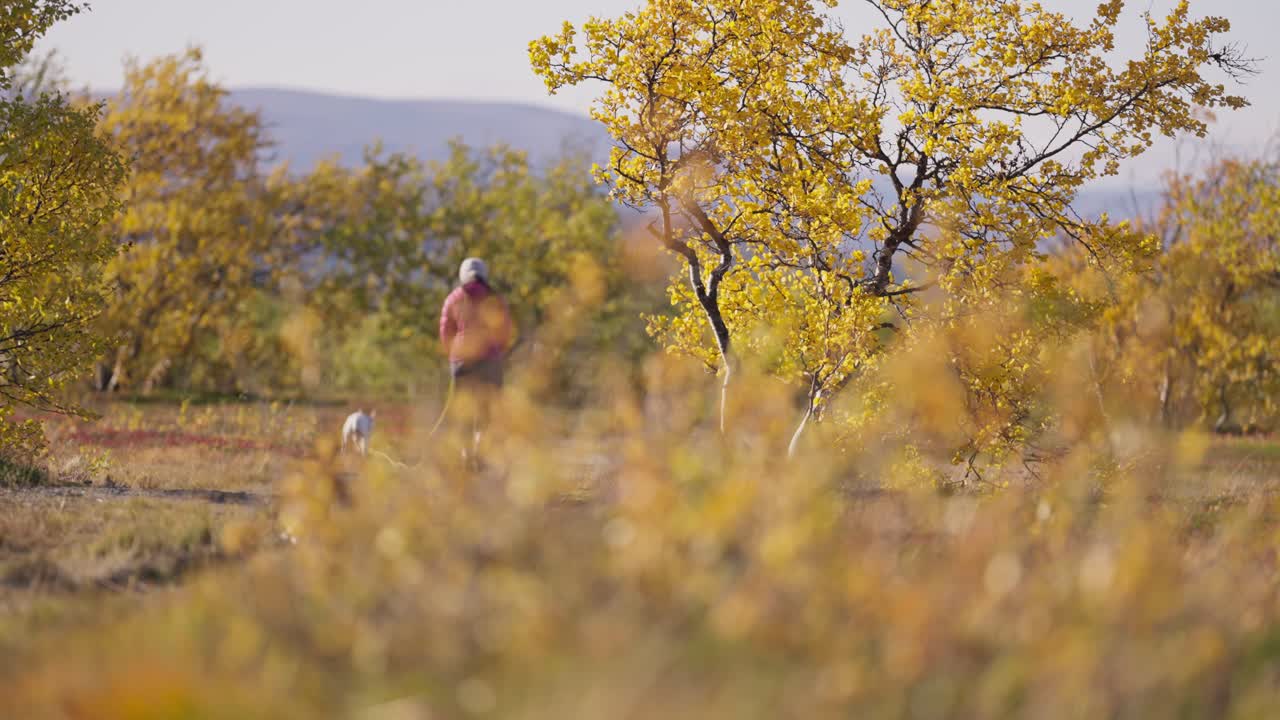 바람이 많이 부는 날 가을 숲에서 주인과 함께 걷는 긴 목줄에 작은 흰색 개