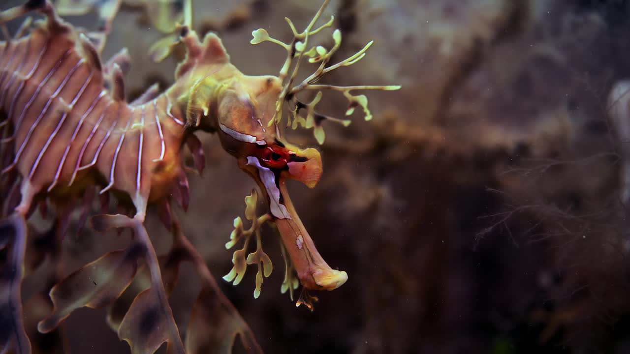 계란 매크로 클로즈업 4k 슬로우 모션이 있는 잎이 많은 바다 용