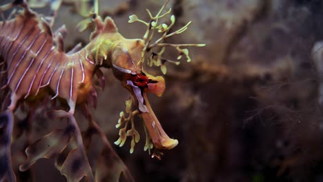 Dragón-De-Mar-Frondoso-Con-Huevos-Macro-Primeros-Planos-4k-Cámara-Lenta