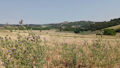 disparo constante desde el campo en el centro de italia con flores en primer plano