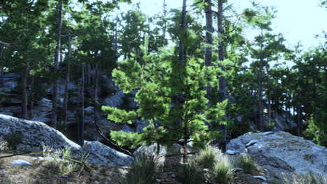 a scenic view of a forest with pine trees
