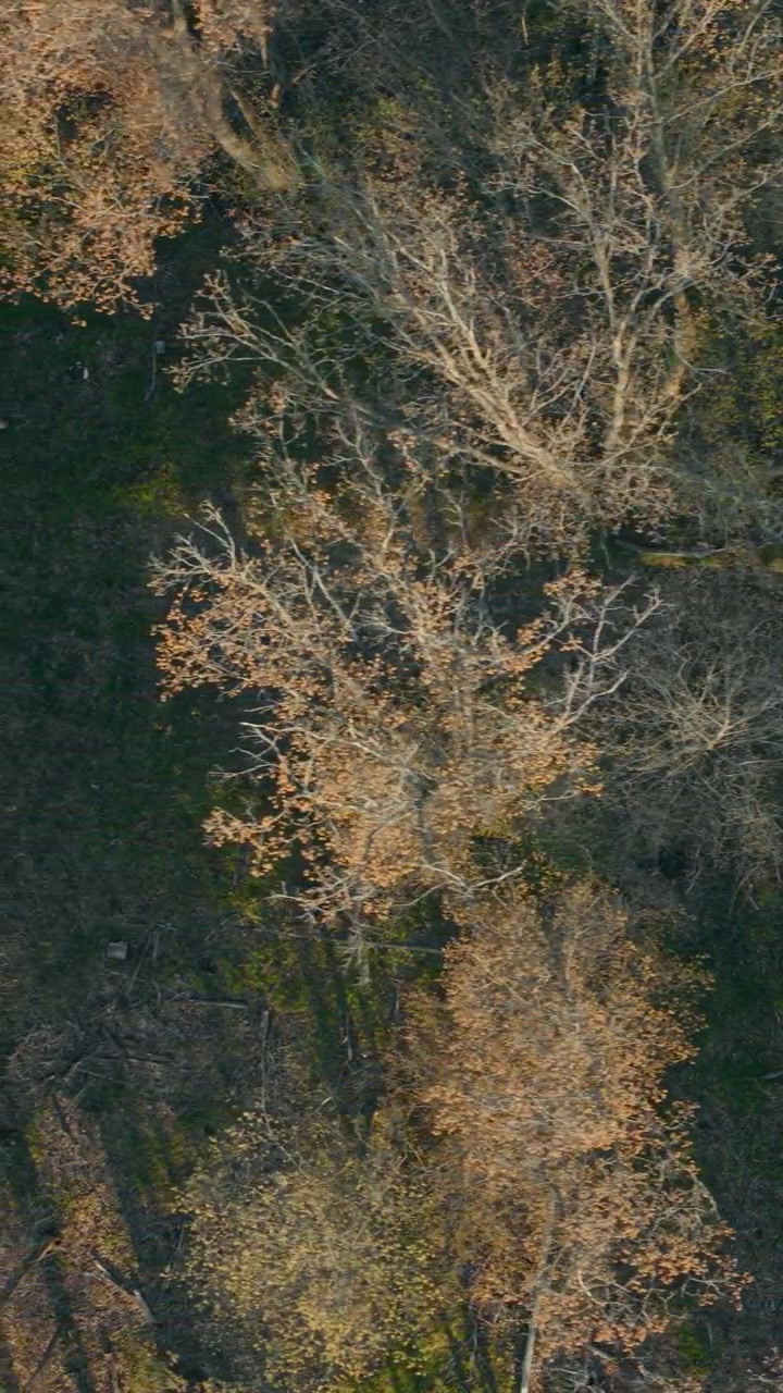 Drone che si muove lateralmente con visuale dall'alto sopra una strada sterrata forestale e il sottobosco, con la luce dorata del mattino che filtra tra gli alberi in Wisconsin.