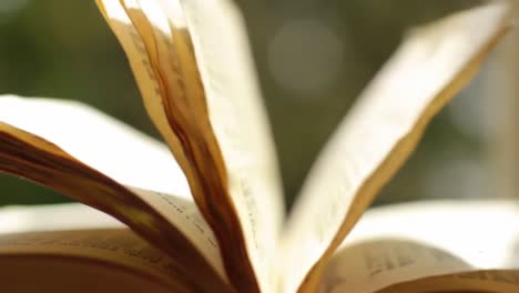 a person enjoys reading a book with beautiful golden pages in a comfortable spot. soft afternoon light creates a warm atmosphere. this peaceful moment captures the joy of reading and relaxation.