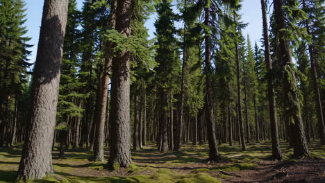forest of tall trees