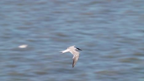 scenic common gull-billed flying with elegance above sea flapping wings