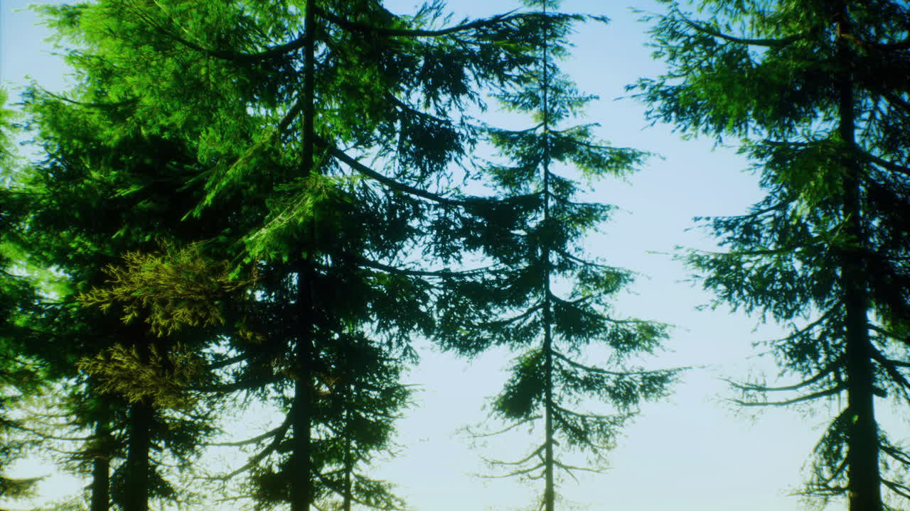 Lush green trees reach towards a clear blue sky in a serene forest landscape
