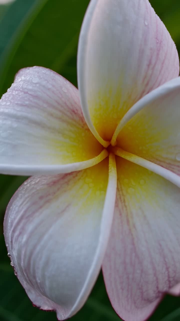 Video ravvicinato di un delicato fiore di plumeria con tenui tonalità rosa e gialle