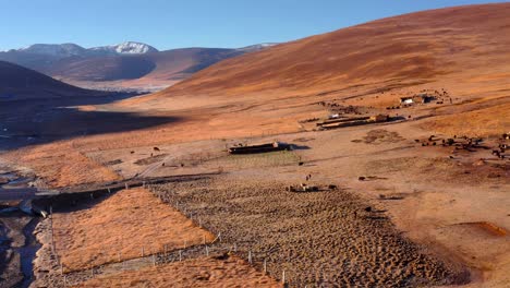 Herde-Yaks-Auf-Der-Landschaft-Des-Kreises-Litang-In-China