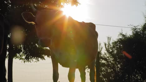 Kuh-Auf-Einem-Bauernhof-Bei-Sonnenaufgang---Zeitlupenclip-Bei-Sonnenuntergang