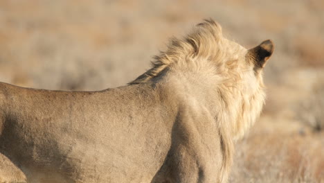 Una-Visión-Más-Cercana-Del-León-Africano