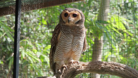 spotted wood owl bird bali habitat inside enclosure cage perched on log turns head on side - slow motoin