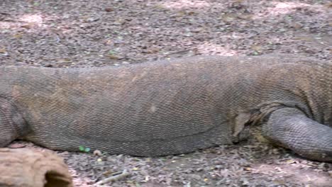 Dragón-De-Komodo-Salvaje,-Sartén-Desde-La-Punta-De-La-Cola-Hasta-La-Cabeza,-Cerca-De-Un-Reptil-En-Reposo-En-La-Isla-De-Komodo-En-Flores,-Indonesia