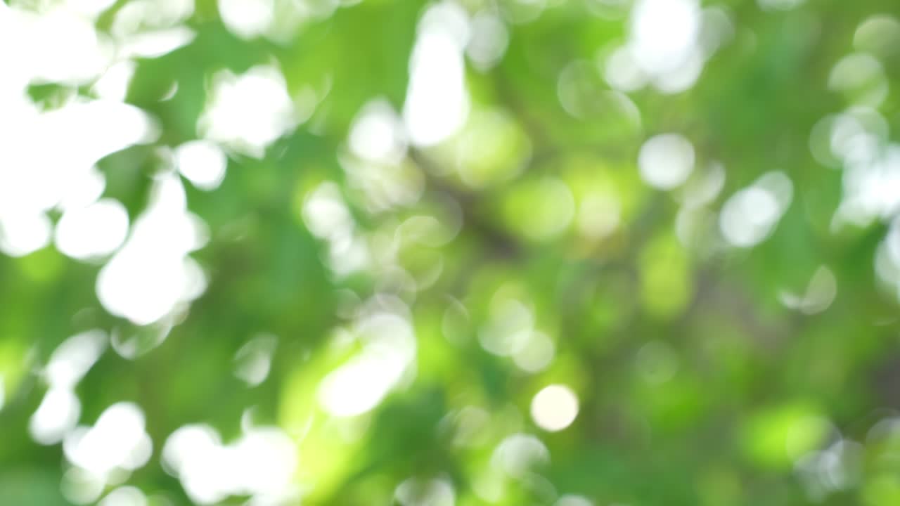 vista de la naturaleza de la hoja verde en un fondo de vegetación borrosa, naturaleza abstracta de fondo verde borroso.