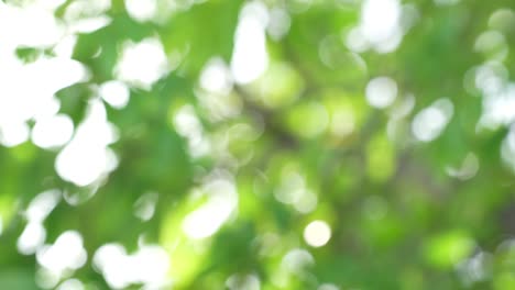 vista de la naturaleza de la hoja verde en un fondo de vegetación borrosa, naturaleza abstracta de fondo verde borroso.