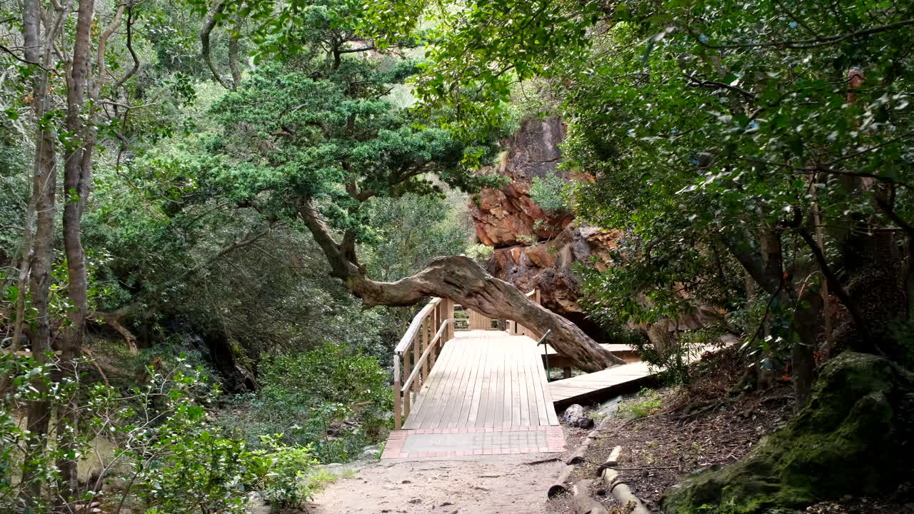 Scenic Wooden Boardwalk through Lush Forest