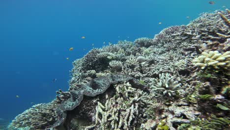 una almeja gigante rodeada de un diverso arrecife de coral y peces pequeños