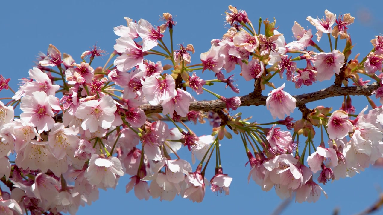 Parlak gün ışığında nazikçe sallanan bir daldaki pembe sakura çiçeklerinin yakın çekimi.