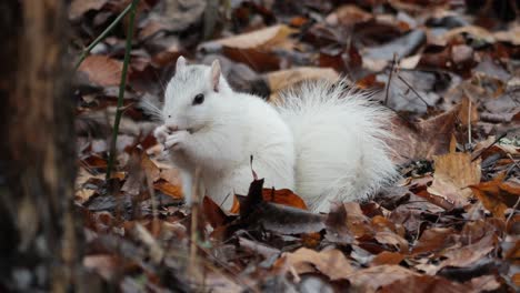 Brevard-Weißes-Eichhörnchen-Frisst,-Während-Es-In-Gefallenen-Herbstblättern-Sitzt