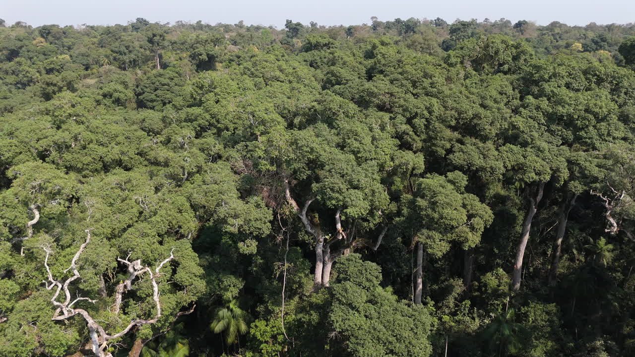 Aerial view of native Palo Rosa (Rosewood) tree, endangered species in Argentina