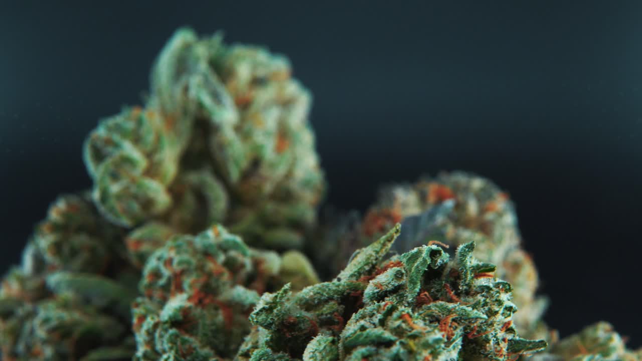 A macro close up cinematic crispy shot of a cannabis plant, hybrid strains, Indica and sativa ,marijuana flower, on a 360 rotating stand, slow motion, 4K video, studio lighting