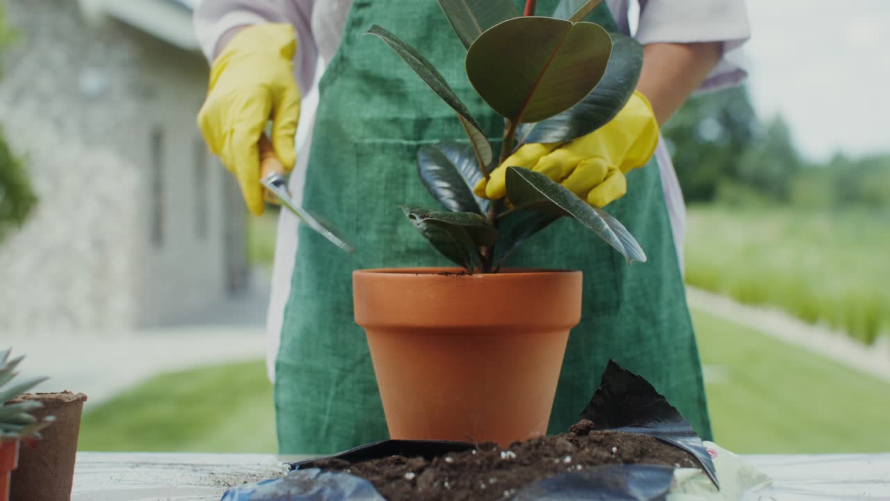 repotando una higuera de hoja de violín