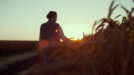 silhouette farmer touching wheat spikelets. beautiful rural landscape at sunset.