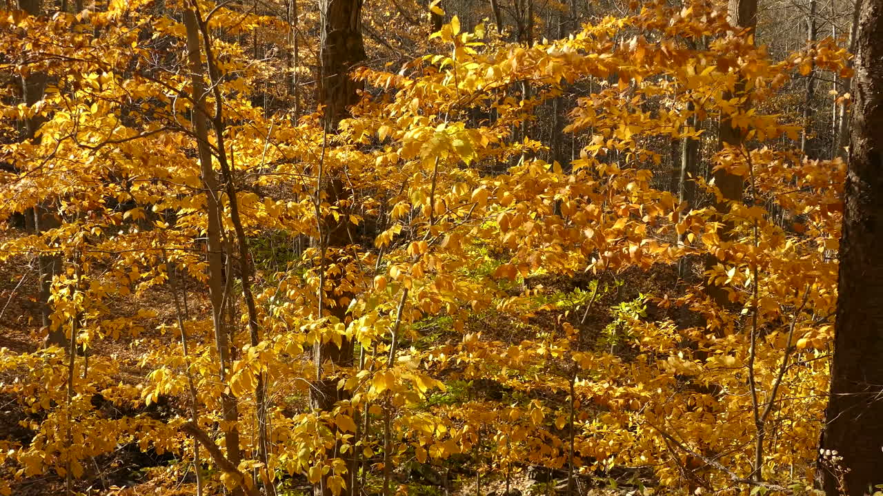 Small Autumn trees full of golden brown leaves are blowing in the wind