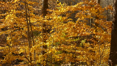 small autumn trees full of golden brown leaves are blowing in the wind