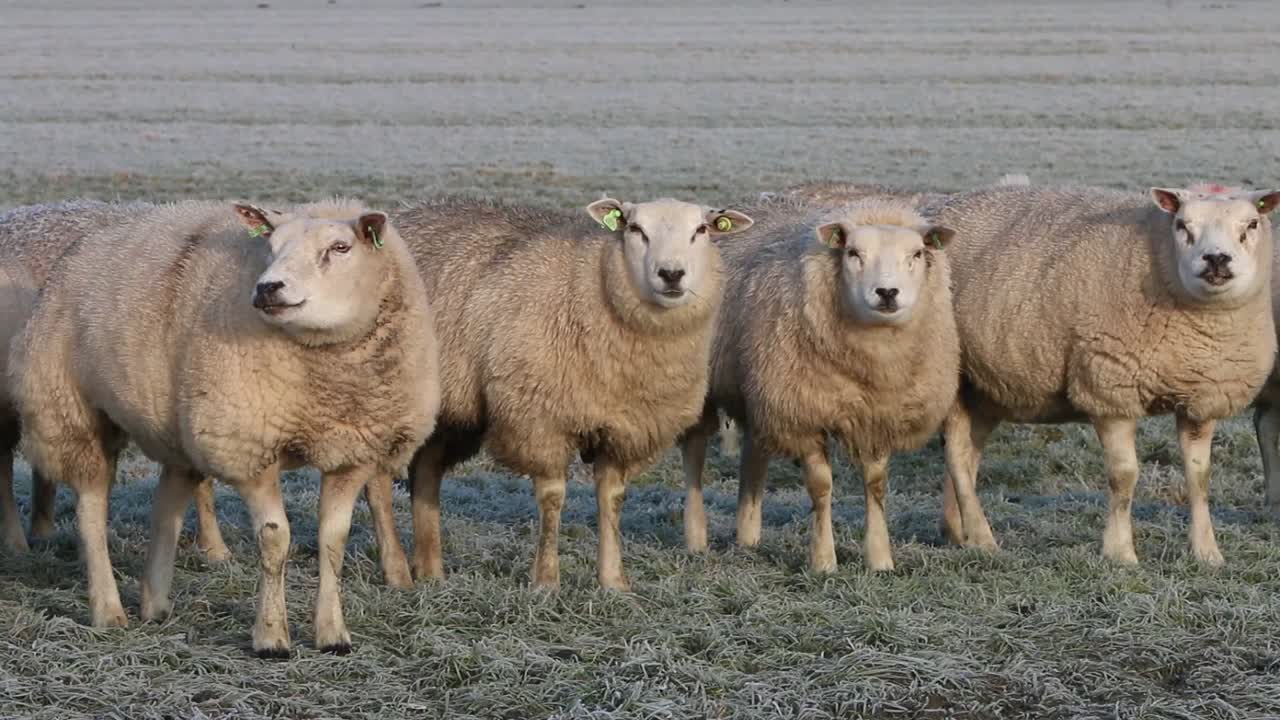 rebaño de ovejas en pastizales cerca del mar de wadden