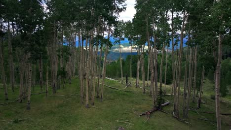 summer rocky mountains telluride airport colorado aerial drone vista ridgway last dollar road aspen trees groove forest green ouray silverton san juan mount sneffels gray cloudy upwards slowly motion