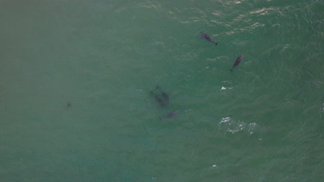 Ballenas-Jorobadas-En-El-Mar-Protegido-En-La-Reserva-Natural-De-La-Isla-Cook,-Nueva-Gales-Del-Sur,-Australia