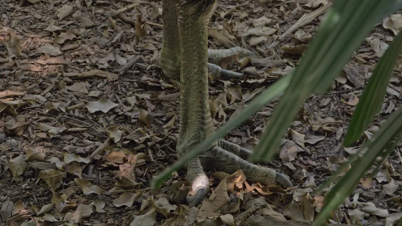 grandes garras de un casuario de dos barbas en la selva tropical de queensland en australia