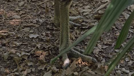 Grandes-Garras-De-Un-Casuario-De-Dos-Barbas-En-La-Selva-Tropical-De-Queensland-En-Australia