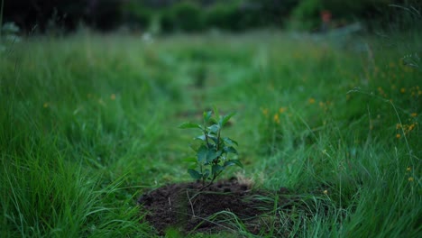 plántulas verdes en el jardín - de cerca